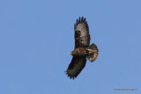Buteo buteo ad