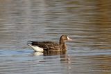 Greater White-fronted Goose (Anser albifrons) Ad