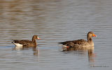 Greater White-fronted Goose (Anser albifrons) Ad