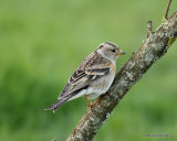 Brambling (Fringilla montifringilla) F