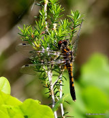 Dainty White-faced Darter (Leucorrhinia caudalis) F