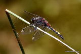Large White-faced Darter (Leucorrhinia pectoralis) M