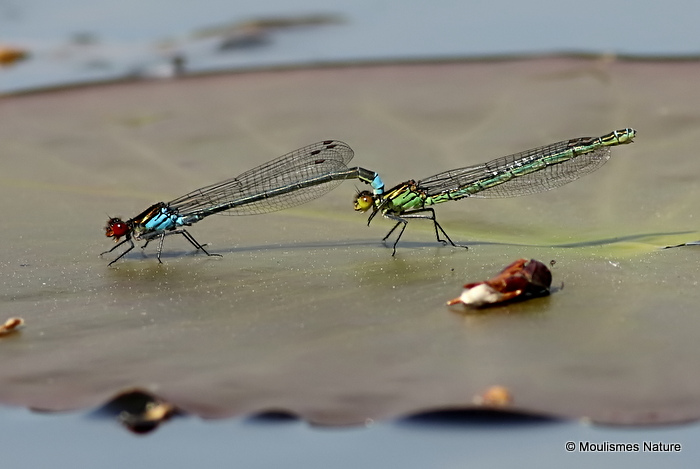 Red-eyed Damselflies (Erythromma najas)