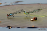 Red-eyed Damselflies (Erythromma najas)