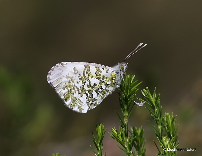 Orange Tip (Anthocharis cardamines) F