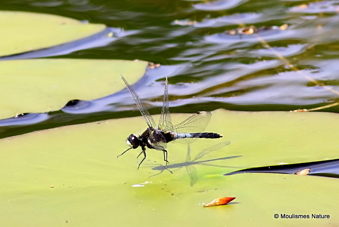 Dainty White-faced Darter (Leucorrhinia caudalis) M