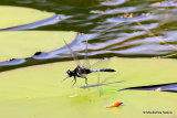 Dainty White-faced Darter (Leucorrhinia caudalis) M