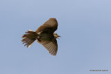 Tree Pipit (Anthus trivialis)