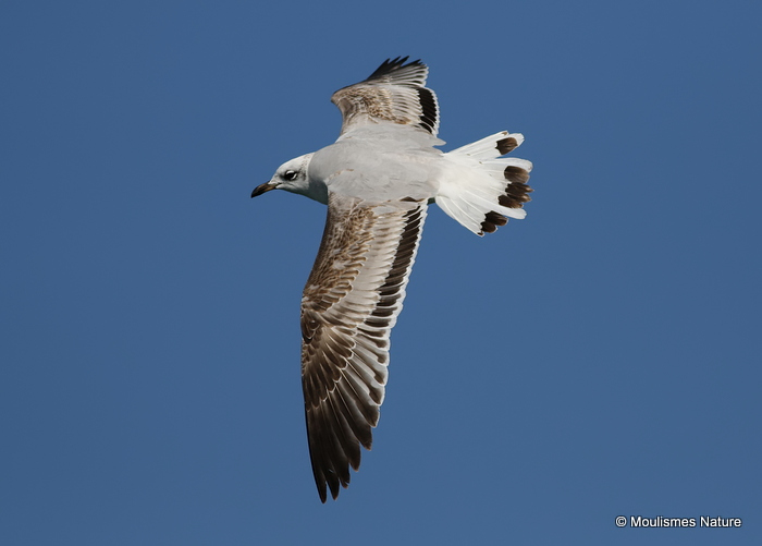 L. melanocephalus 1st-winter