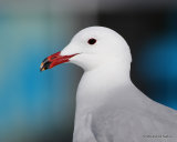 Audouin's Gull (Larus audouinii) L'Ampolla