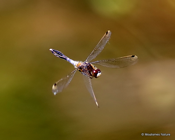 Dainty White-faced Darter (Leucorrhinia caudalis) M