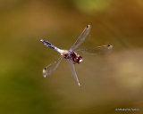 Dainty White-faced Darter (Leucorrhinia caudalis) M