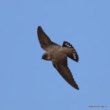 Eurasian Crag Martin (Ptyonoprogne rupestris) Les Olles