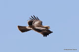 Booted Eagle | Hieraaetus pennatus