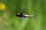 Broad-bodied Chaser (Libellula depressa) M