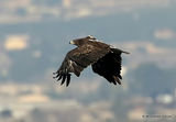 Tõnn... Greater Spotted Eagle | Aquila clanga | adult (male)