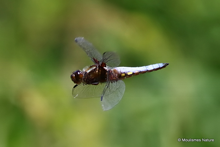 Broad-bodied Chaser (Libellula depressa) M