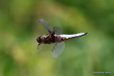 Broad-bodied Chaser (Libellula depressa) M