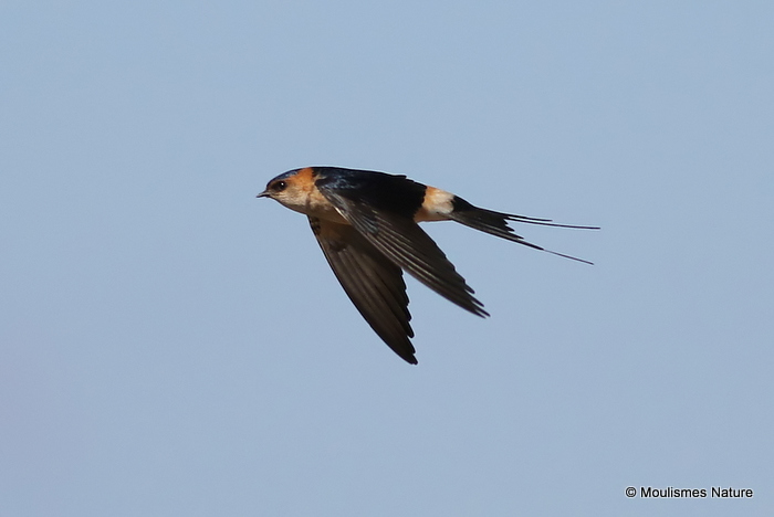 Red-rumped Swallow (Cecropis daurica) Les Olles