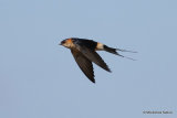 Red-rumped Swallow (Cecropis daurica) Les Olles