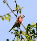 Common Linnet (Carduelis cannabina) M