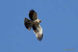 Booted Eagle (Aquila pennata) Port del Fangar