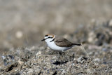 Kentish Plover (Charadrius alexandrinus) Port del Fangar