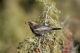 Ring Ouzel | Turdus torquatus ssp. alpestris | fem/imm