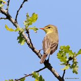 Melodious Warbler (Hippolais polyglotta)