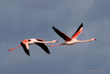 Greater Flamingo (Phoenicopterus roseus) La Tancada