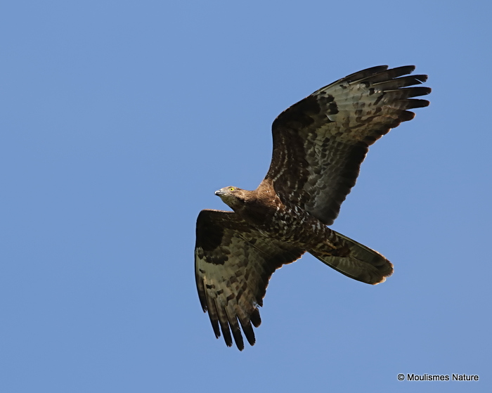 European Honey Buzzard (Pernis apivorus) Ad