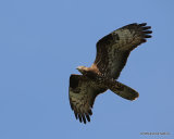 European Honey Buzzard (Pernis apivorus) Ad