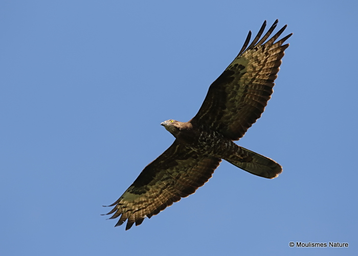 European Honey Buzzard (Pernis apivorus) Ad