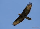 European Honey Buzzard (Pernis apivorus) Ad
