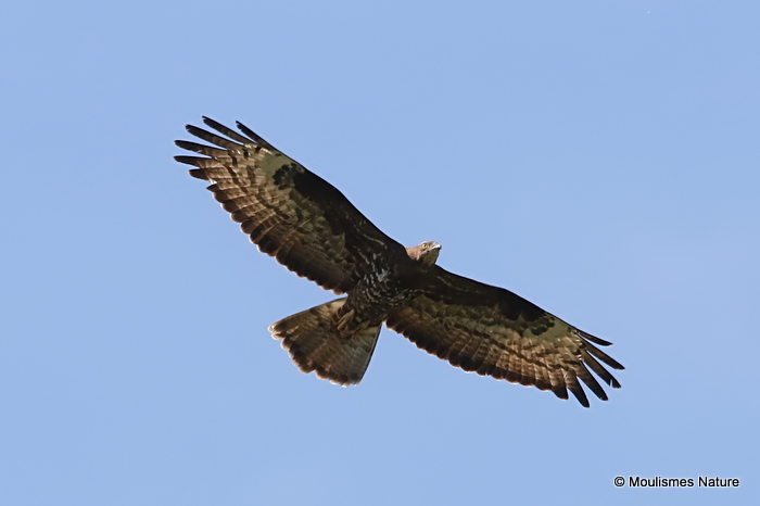 European Honey Buzzard (Pernis apivorus) Ad