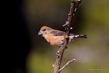 Common Crossbill | Loxia curvirostra | male