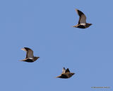 Black-bellied Sandgrouse | Pterocles orientalis
