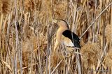 Little Bittern | Ixobrychus minutus | male