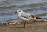 L. melanocephalus 1st-winter