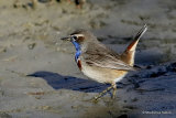 Bluethroat (Luscinia svecica) l'Encanyissada