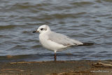 L. melanocephalus 1st-winter