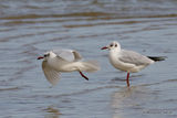 L. melanocephalus ad-winter