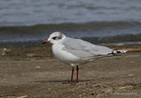L. melanocephalus 2nd-winter