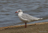 L. melanocephalus 2nd-winter