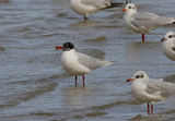 L. melanocephalus ad-summer