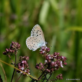 Large Blue (Maculinea arion)