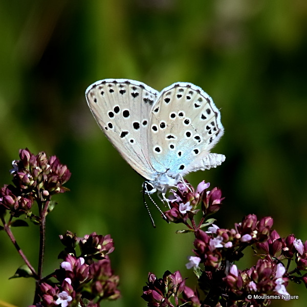 Large Blue (Maculinea arion)