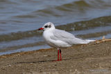 L. melanocephalus ad-winter