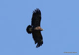 Tõnn... Greater Spotted Eagle | Aquila clanga | adult (male)