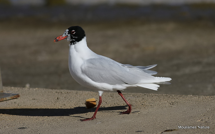 L. melanocephalus ad-summer